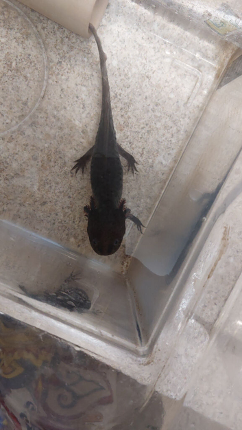 Axolotl for sale