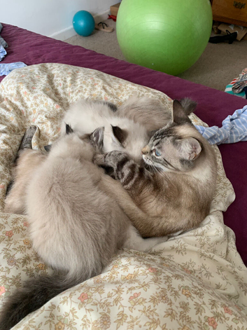Three lovely Ragdoll X boys ready
