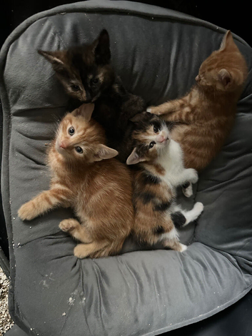Kittens