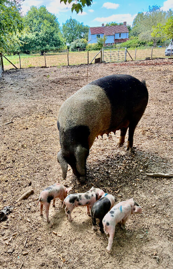 Quality Saddleback &times; Pietrain Weaners for Sale in Sussex &mdash;  only &pound;75 Each
