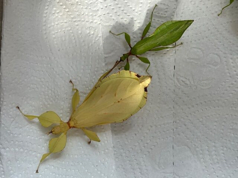 Adult pair of yellow Leaf insects (Phyllium letiranti "Tataba") - Rare colour