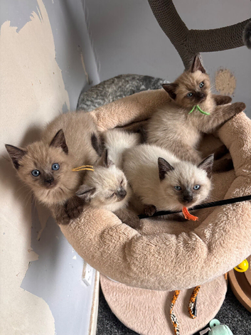 Male kittens ready to leave this week