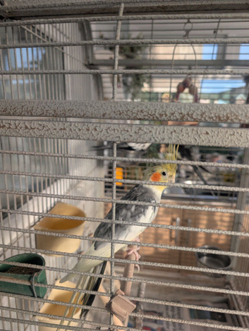3x grey cockatiels and large cage for sale