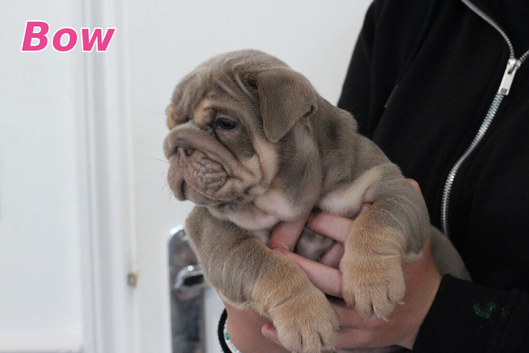 ️️️ EXCEPTIONAL ENGLISH BULLDOG PUPPIES ️️️
