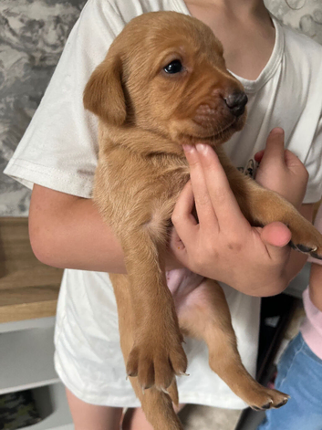 Labrador puppies
