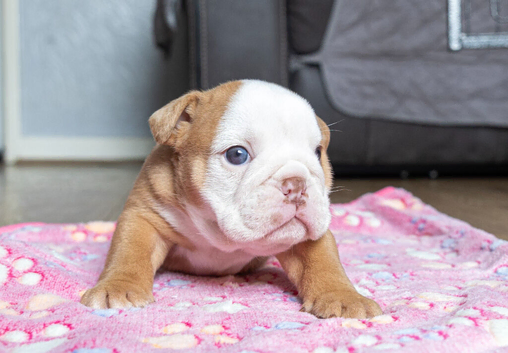 English bulldog