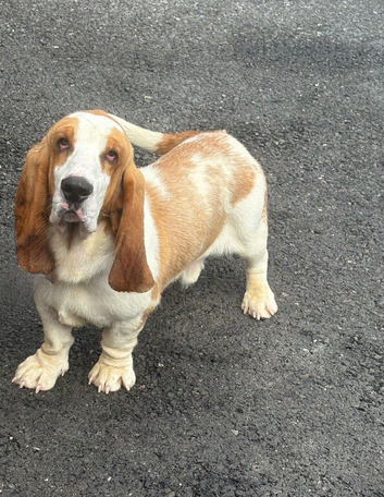 Basset hound stud
