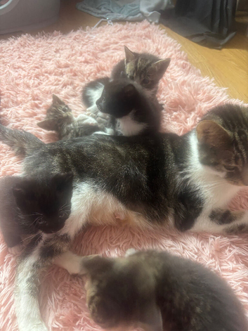 6 playful kittens for sale