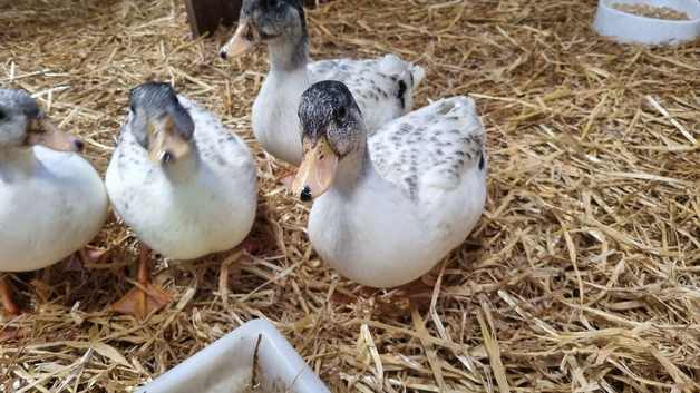 Silver Call ducklings