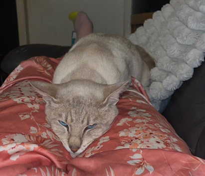 2 year old male siamese