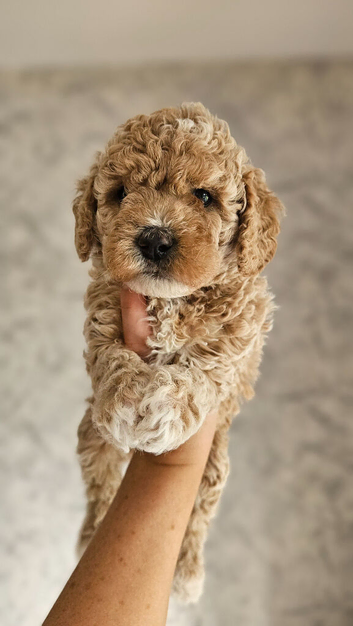 Toy Goldendoodles ~ READY TO LEAVE