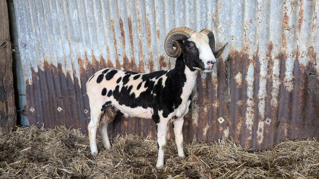 Pedigree Jacob Ram