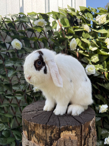 Male Mini Lop