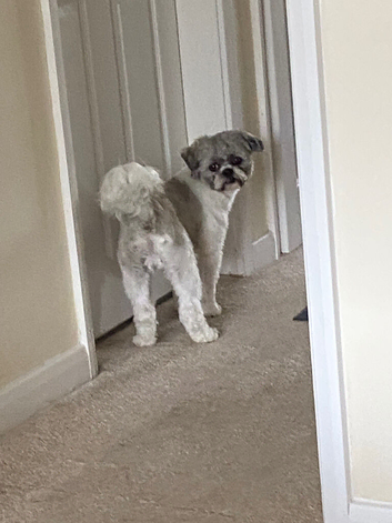 2 Years Old Male Shih Tzu Vet Checked