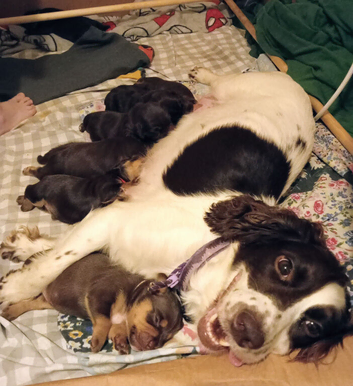 Cocker spaniel X terrier mix puppies