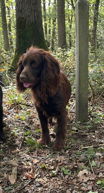 Kc chocolate and tan cocker spaniel stud