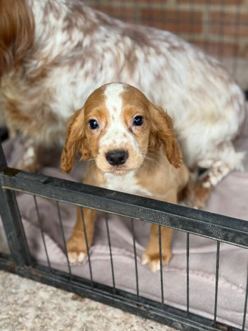 Mixed litter cocker spaniels