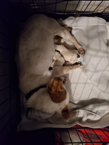 Pure bread jack Russell male.