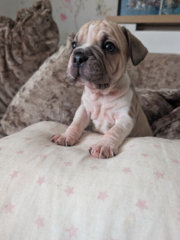 French bulldog big ropes