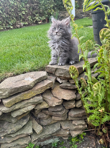 Stunning TICA Registered boys