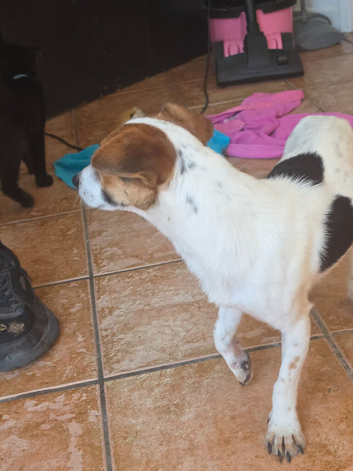 Gorgeous 1 year old Jack russell