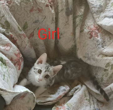 G5 Asian Leopard Silver Rossetted Parti Bengal Kittens