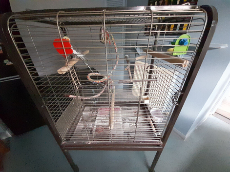 Grey cockatiel for sale