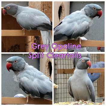 Breeding & pet Mutation Indian Ringneck Parrots