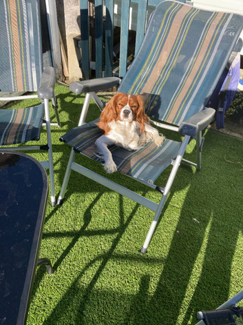 Cavalier King Charles Spaniel for stud