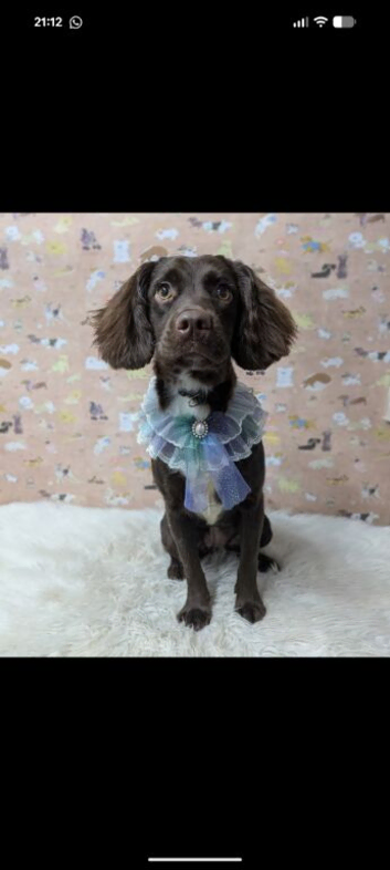 Cocker spaniel bitch