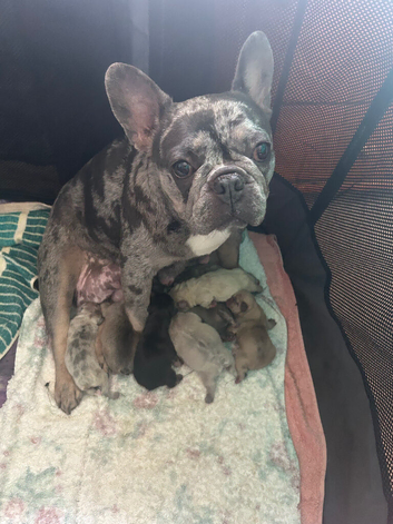 French Bulldog puppies