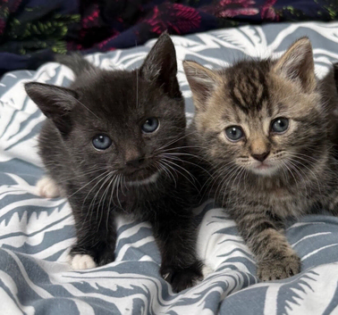 Kitten for sale 8 weeks