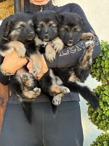 German Shepard Puppies Deposits being taken now