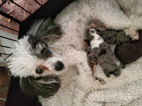 Merl toy poodle pup last boy