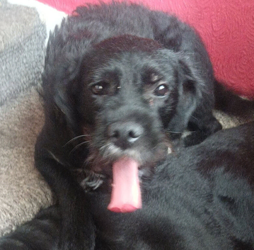 Female 2 year old mixed breed