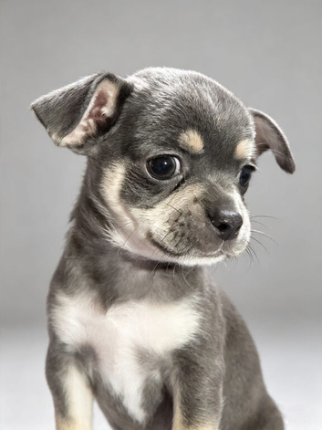 3 chihuahua pups 2 boys and 1 girl