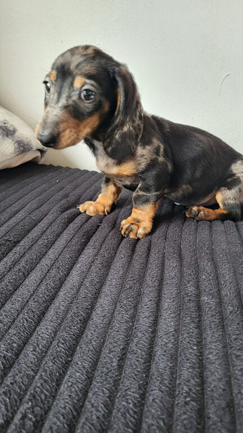 Last dachshund boy forsale!