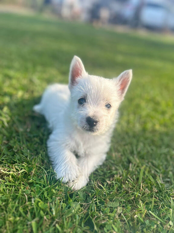 Stunning west highland terriers