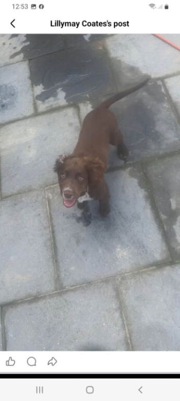 Cocker spaniel bitch