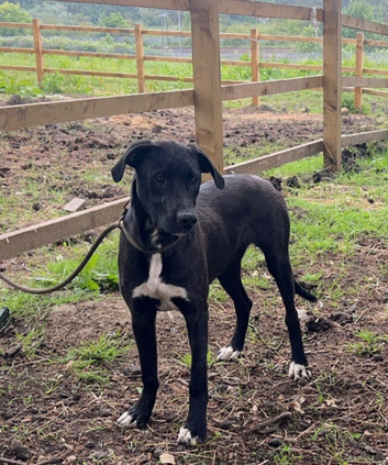 Bully Lurcher dog