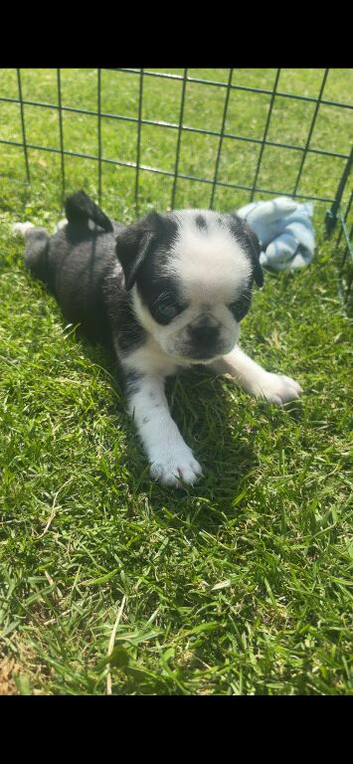 Beautiful pug puppies