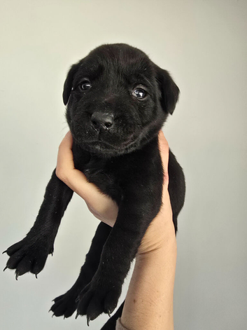 8 Beautiful Black Labrador