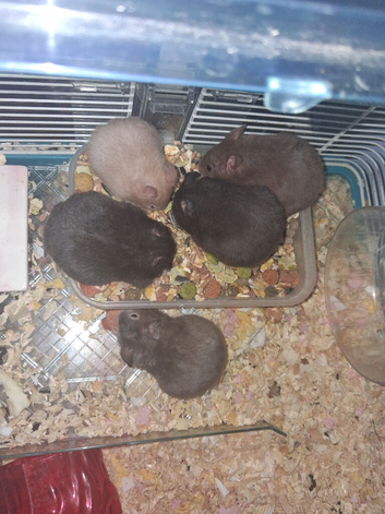2026 BABY HAMSTER