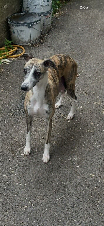 Collie Grey x Whippet
