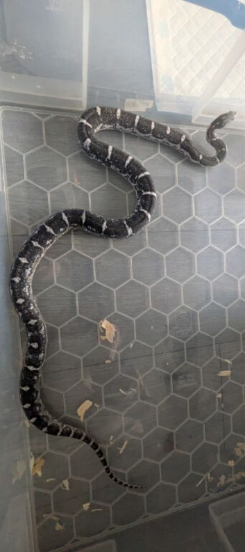 Scaleless anery female corn snake