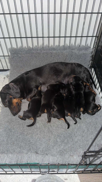 Last one! Miniature dachshund