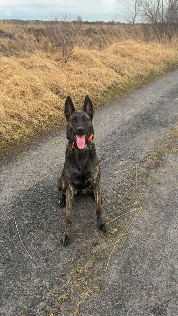 Dutch herder
