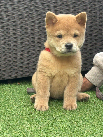Chows ready and reduced !!