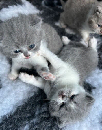 Blue & Lilac Bicolour British Shorthairs &ndash; Ready Soon