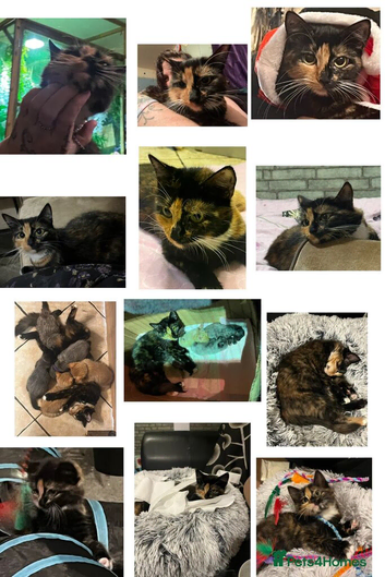 Adult female available